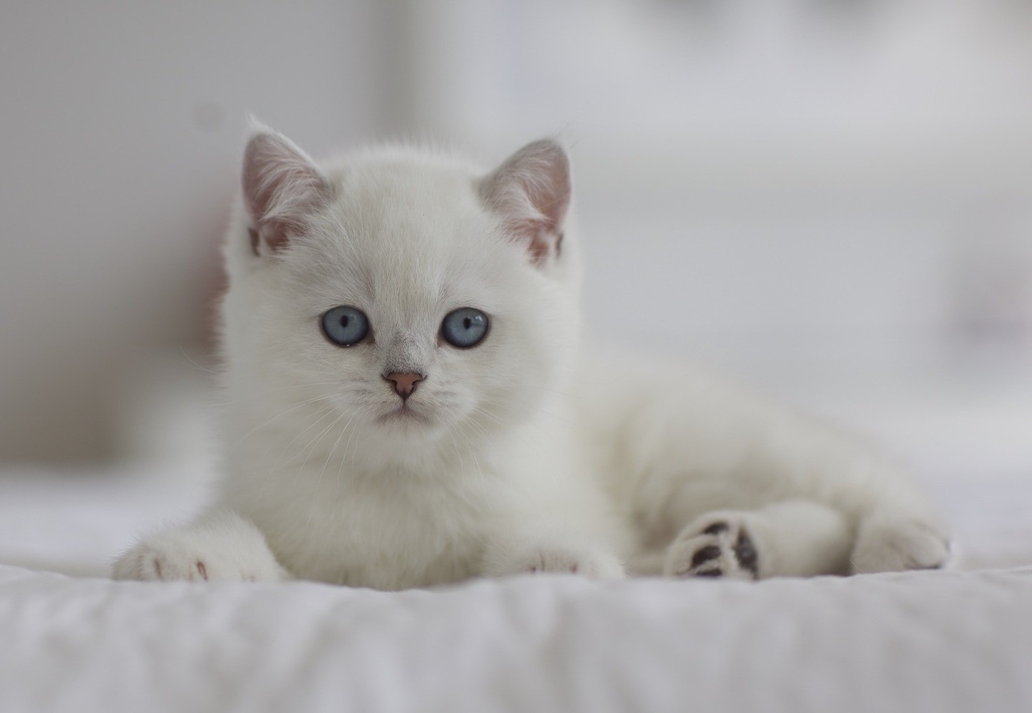 Zephyr — Catalog — Loretta British Cattery