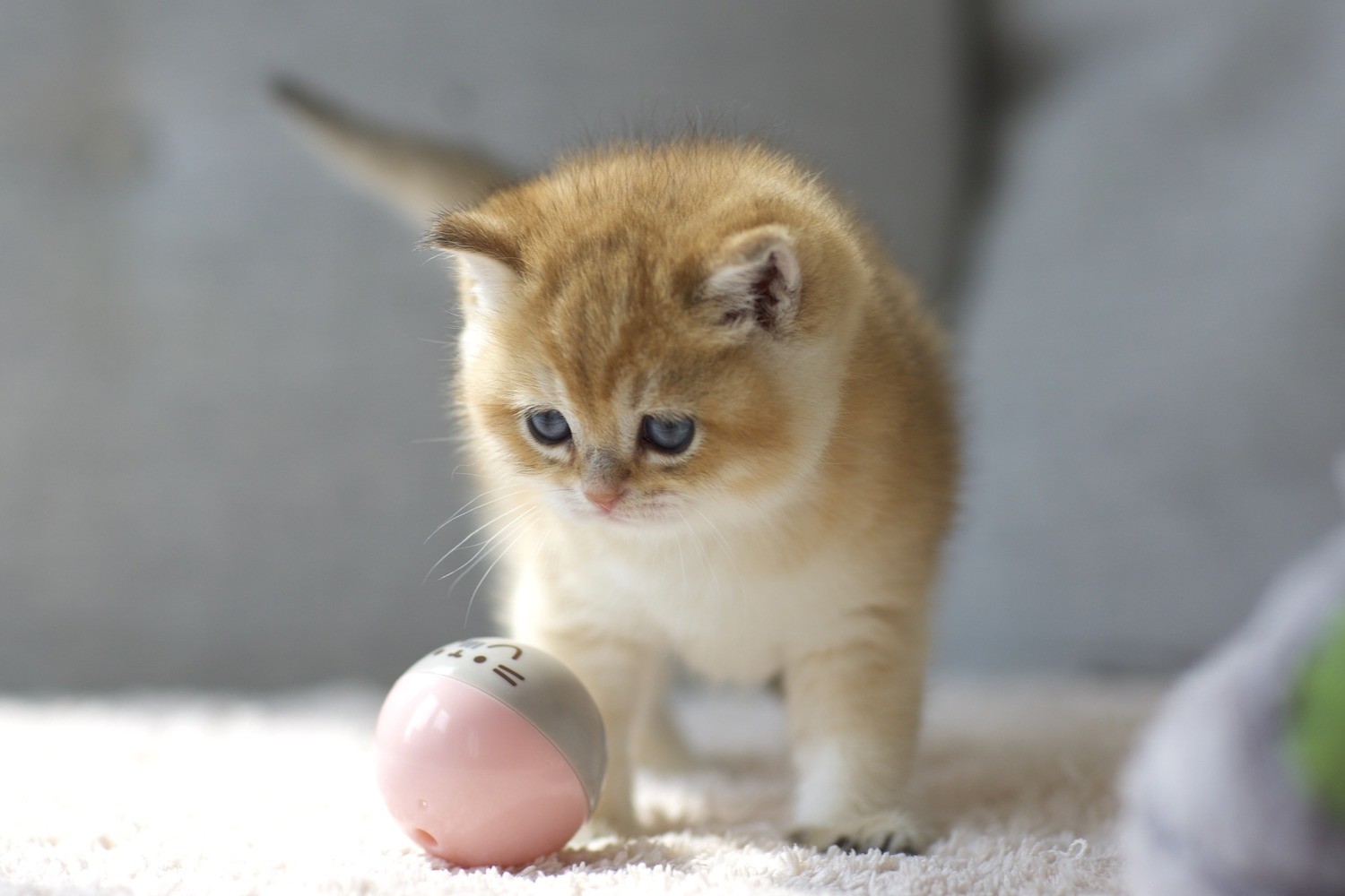 Basil LorettaBritish u2014 Catalog u2014 Loretta British Cattery