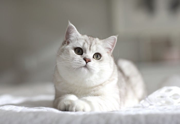 Silver Shaded British Short Hair