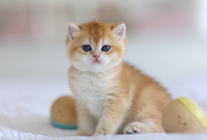 Rapunzel LorettaBritish Rapunzel LorettaBritish