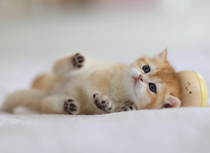 Rapunzel LorettaBritish Rapunzel LorettaBritish