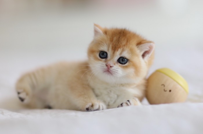 Rapunzel LorettaBritish Rapunzel LorettaBritish