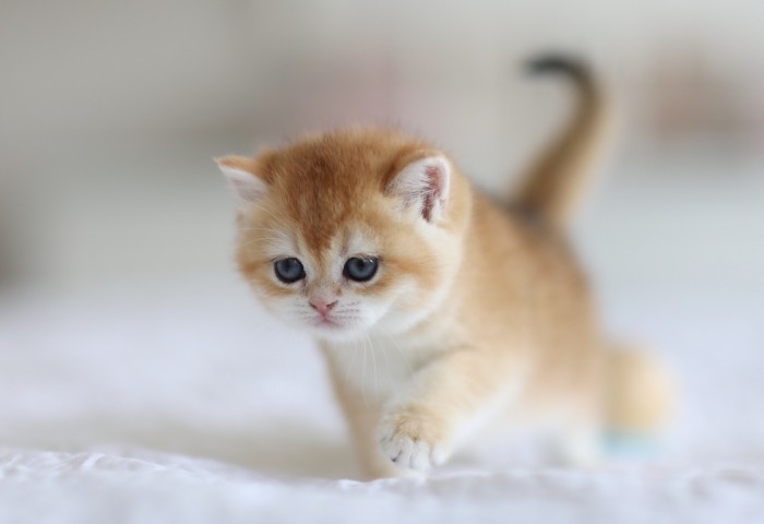 Rapunzel LorettaBritish Rapunzel LorettaBritish