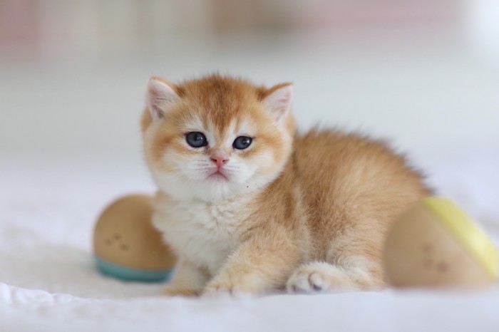 Rapunzel LorettaBritish Rapunzel LorettaBritish