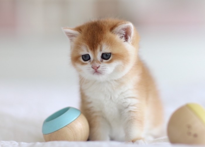 Rosie LorettaBritish Rosie LorettaBritish