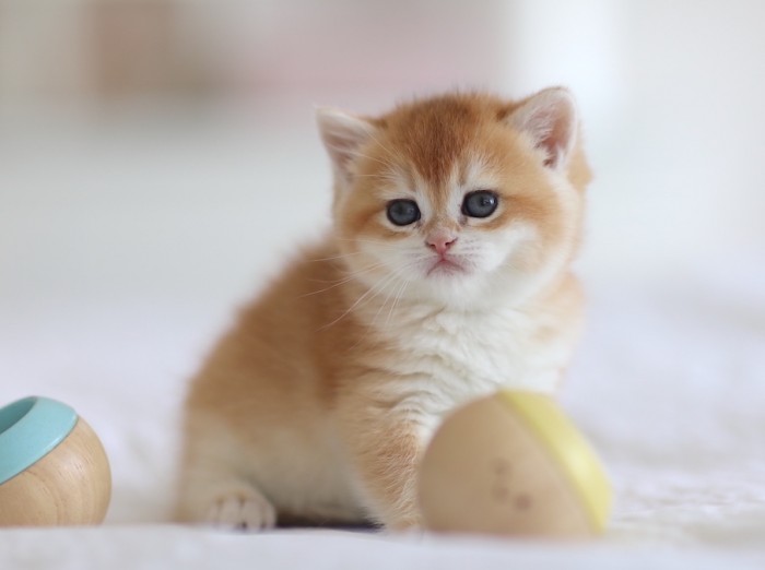 Rosie LorettaBritish Rosie LorettaBritish