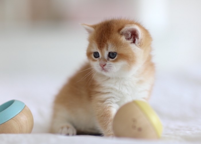 Rosie LorettaBritish Rosie LorettaBritish