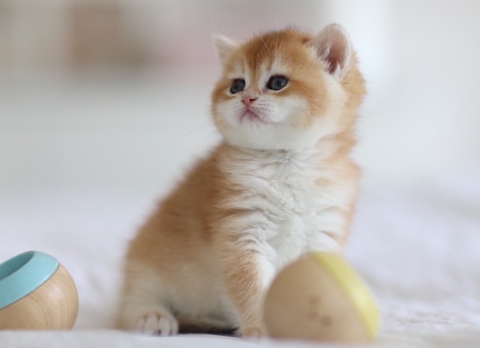 Rosie LorettaBritish Rosie LorettaBritish