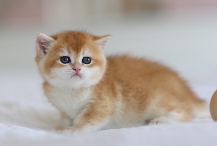 Rosie LorettaBritish Rosie LorettaBritish