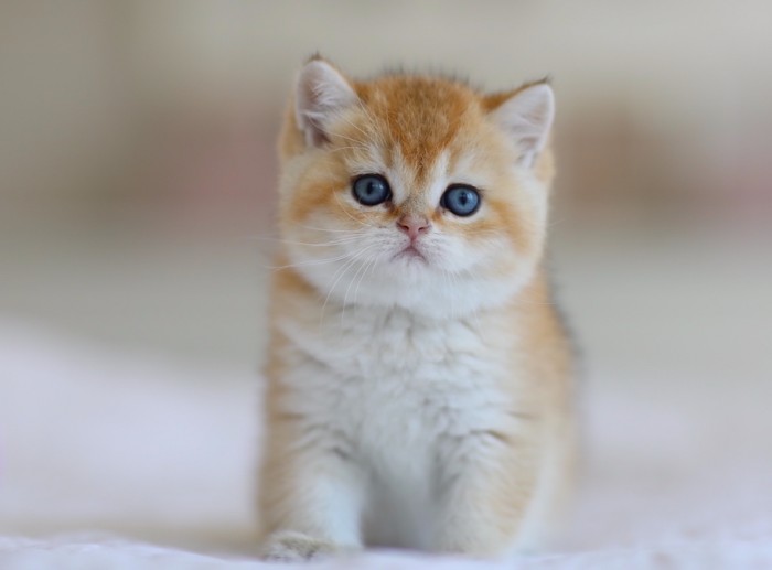 Rebel Junior LorettaBritish Rebel Junior LorettaBritish