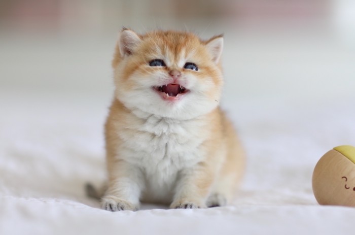 Rebel Junior LorettaBritish Rebel Junior LorettaBritish