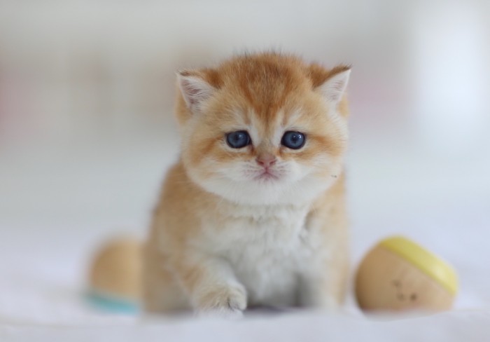 Rebel Junior LorettaBritish Rebel Junior LorettaBritish