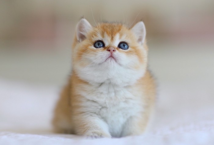 Rebel Junior LorettaBritish Rebel Junior LorettaBritish