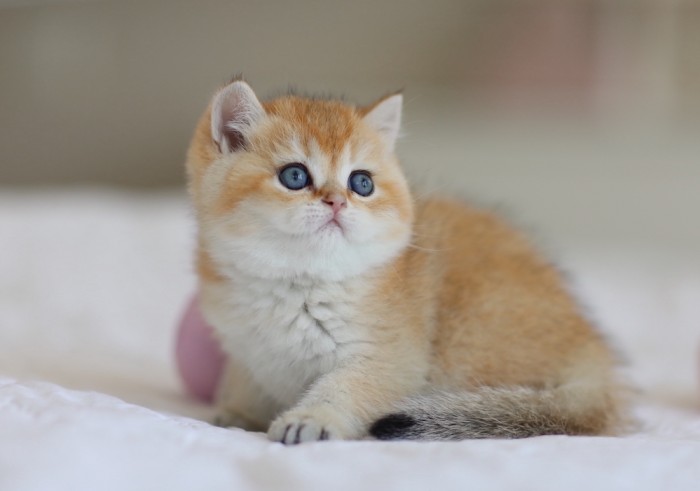 Rebel Junior LorettaBritish Rebel Junior LorettaBritish