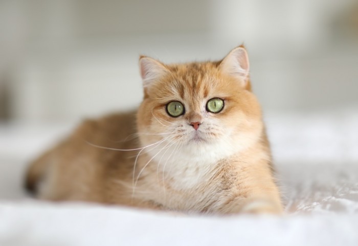 Vikki Viktoria NatalyLand's of LorettaBritish